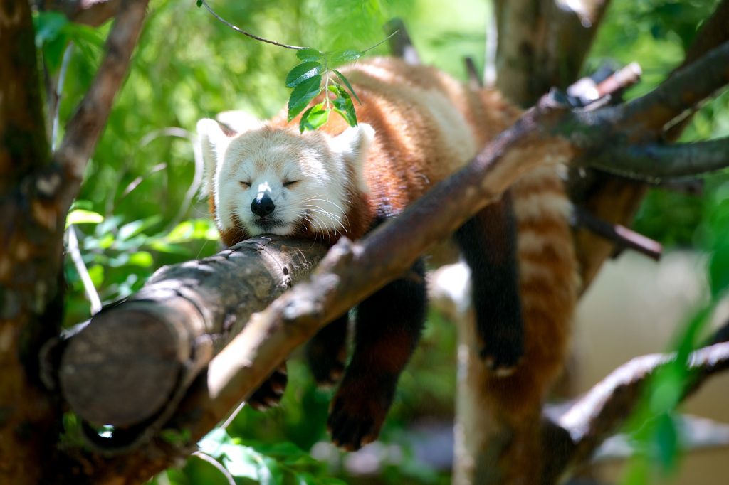 Ein Roter Panda macht in der Sonne hitzefrei.