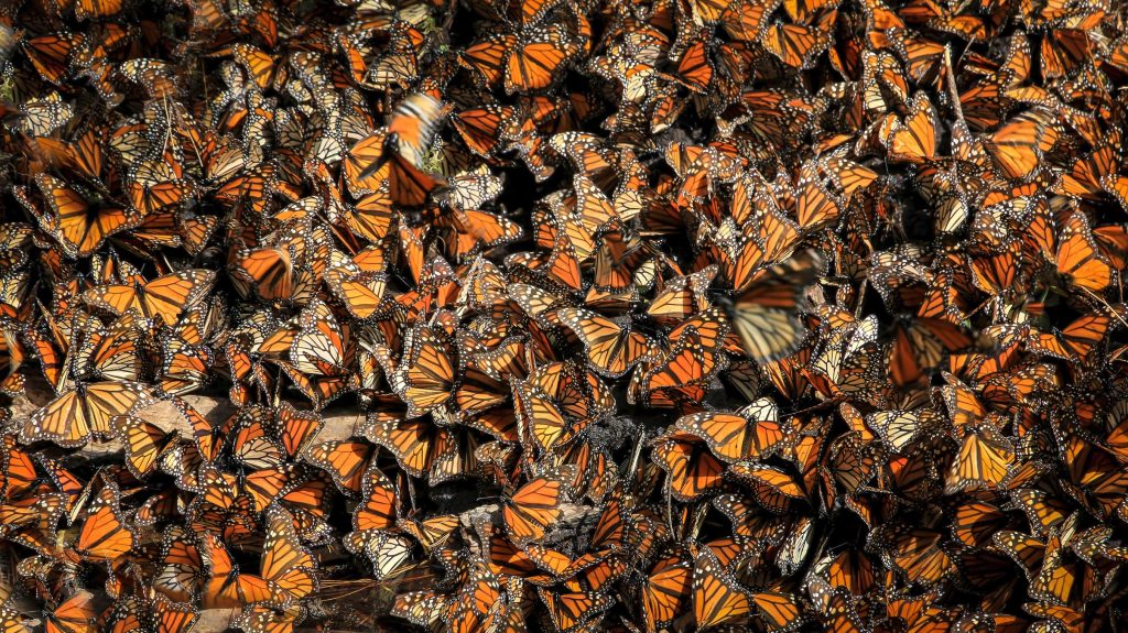 Lassen Sie mich durch...